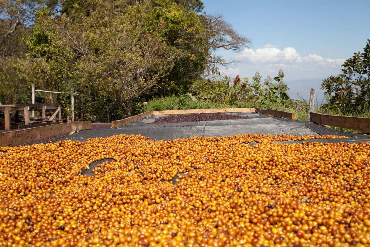 Imagen del producto 11